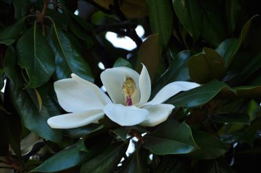 Büyük beyaz çiçek. Yeşil yapraklı bir çiçeğe yakın plan.