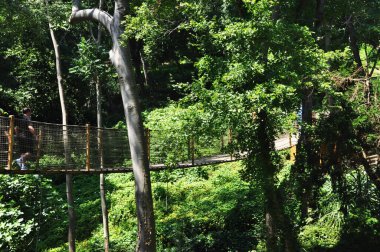 Parktaki iplerde asma köprü. Yeşil ağaçlar arasında köprü.