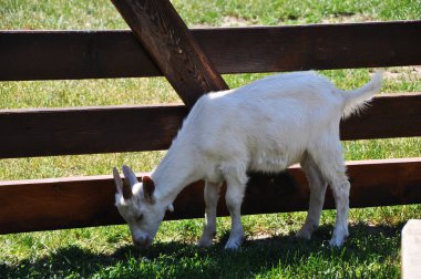Küçük beyaz keçi. Ahşap bir çitin yanında yeşil ot yiyen bir keçinin yakın çekimi..