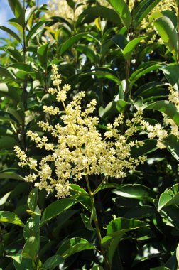 Çiçek açan dallar. Çalı dalında beyaz çiçekler. Arkaplan, doku.