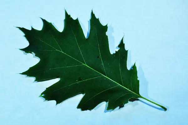 Javorový List Maple Leaf Zblízka Modrém Pozadí Pozadí Textura — Stock fotografie