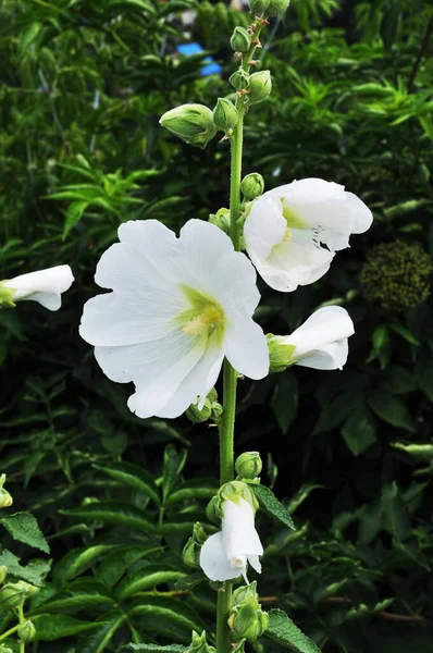 Bellissimi Fiori Bianchi Primo Piano Fiori Fiore Uno Sfondo Cespugli — Foto Stock