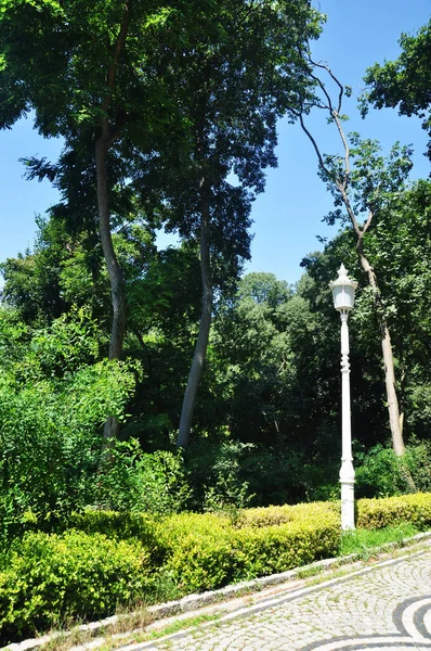 Панорама Міського Парку Літній День Парку Вид Дерева Легкий Стовп — стокове фото