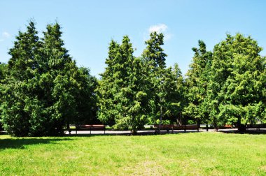 Şehir meydanının panoramik manzarası. Yeşil çayır ve büyük ağaçlar. Dinlenme bankları.