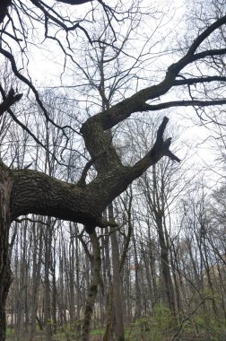 Büyük bir ağaç dalı. Bahar ormanı manzarası. Yapraksız ağaçlar, ilkbaharın başlarında.