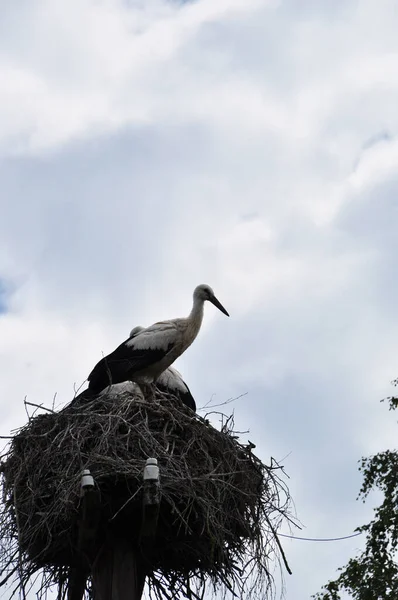 Storks Nest Pole Thunderclouds Rain Stork Nest — Stock Photo, Image