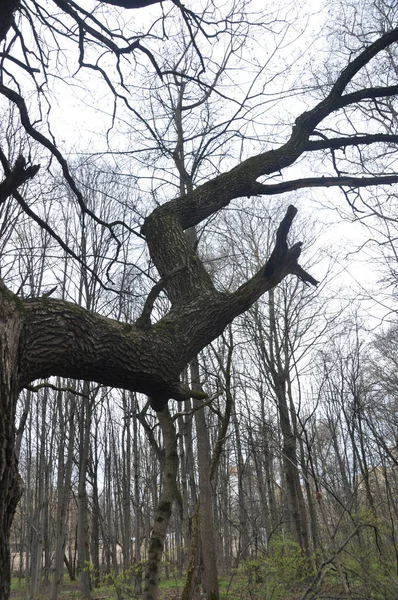 Egy Nagy Faág Kilátás Tavaszi Erdőre Levél Nélküli Fák Kora — Stock Fotó