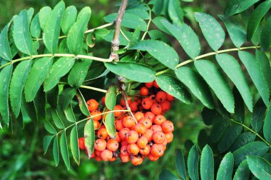 Olgun Rowan meyveleri. Yeşil yaprakların arasında Red Rowan meyveleri. Arkaplan, doku.