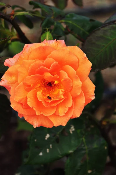 Virágzó Rózsa Közelkép Egy Rózsa Egy Kis Légy Szirmon Háttér — Stock Fotó