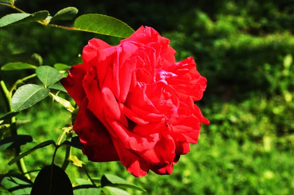 Ρεντ Ρόουζ Κοντινό Πλάνο Ενός Ανθισμένου Τριαντάφυλλου Θολή Φόντο Του — Φωτογραφία Αρχείου
