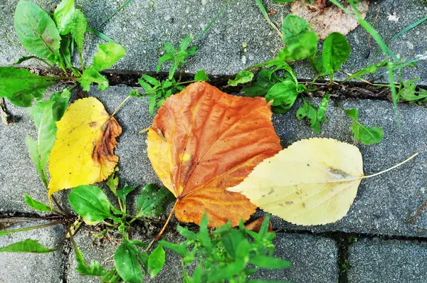 地面に落ちた葉 黄色の葉は石のスラブに横たわっている — ストック写真