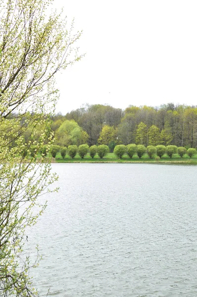 Orman gölünün panoramik manzarası. Güzel yeşil ağaçları olan çalı ve kıyı şeridi. Bahar.