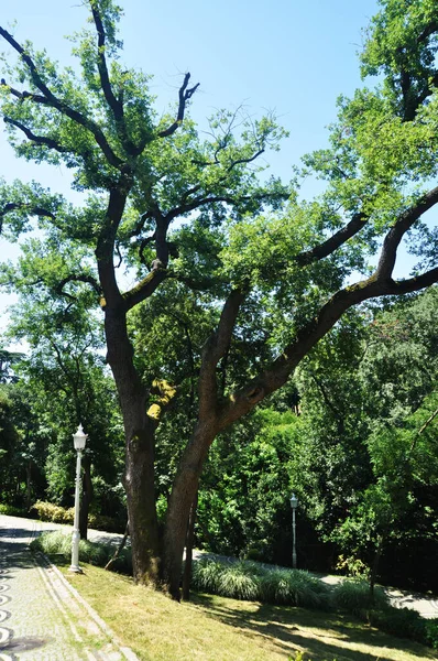 Panorama Över Stadsparken Utsikt Över Ett Stort Träd Och Park — Stockfoto