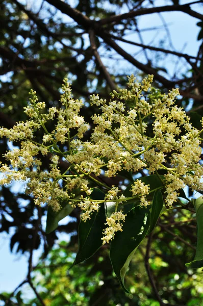 Ramo Árvore Florescente Flores Brancas Ramo Fundo Textura Bokeh — Fotografia de Stock
