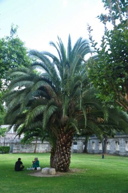İnsanlar büyük bir palmiye ağacının altında dinleniyor. Şehir panoraması. 09 Temmuz 2021, İstanbul, Türkiye.