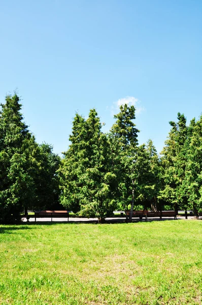 Panoramautsikt Över Stadsparken Stor Glänta Med Grönt Gräs Träd Och — Stockfoto