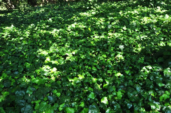 一条绿叶的地毯 夏天的小绿叶 — 图库照片