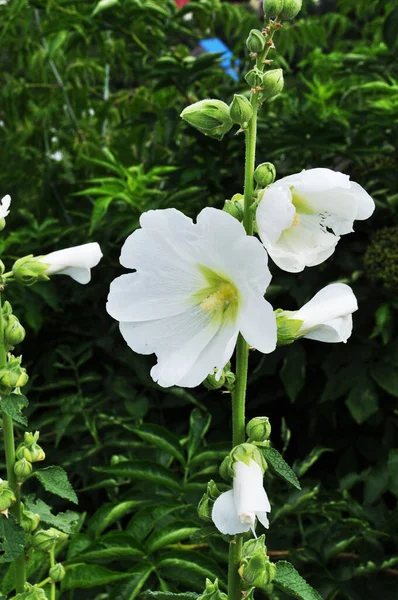 Великі Білі Квіти Рослини Тло Текстура Квіти Розмитих Зелених Кущах — стокове фото