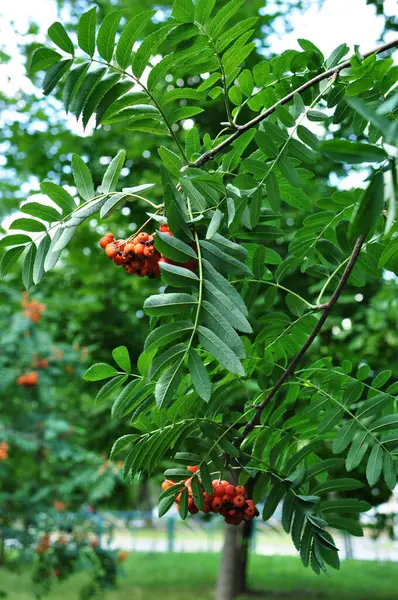 Herfst Rowan Vruchten Boomtakken Rode Trossen Bergas Achtergrond Textuur Bokeh — Stockfoto