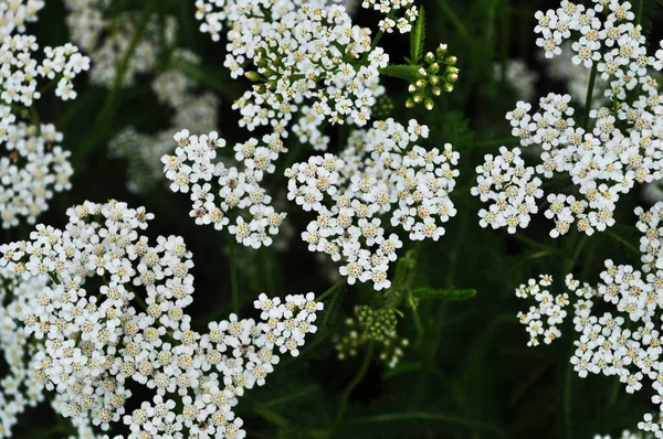 Kleine Witte Bloemen Close Van Bloeiende Struiken Wazig Groene Achtergrond — Stockfoto
