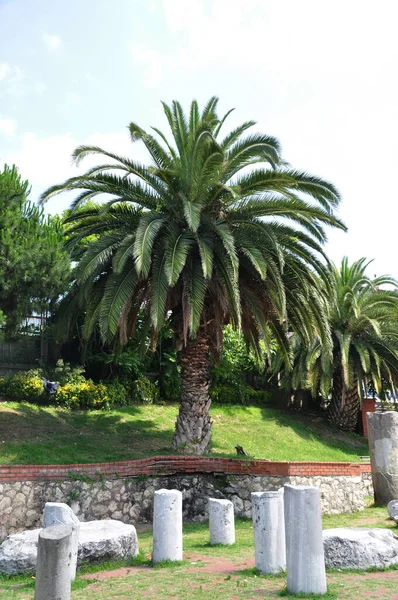Grote Mooie Palmboom Palmboom Tegen Achtergrond Van Oude Verwoeste Zuilen — Stockfoto