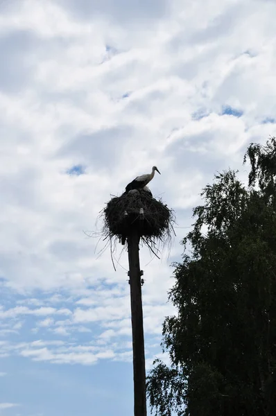 Stork Nest High Pillar Bird Nest Background Sky Clouds — Stock Photo, Image