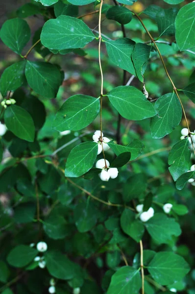 Witte Bessen Struik Close Van Een Struik Met Bessen Achtergrond — Stockfoto