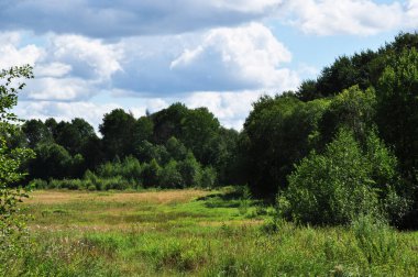 Ormanın ve çayırın panoramik manzarası. Ormanda yaz günü. Yeşil ağaçların arka planında yeşil çimenli bir açıklık.