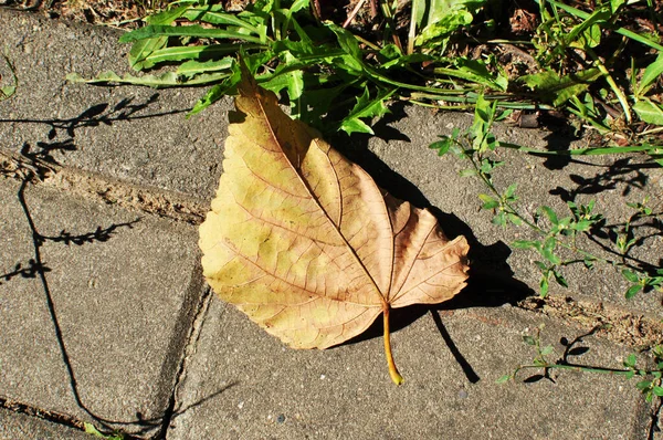 地面に黄色の葉 秋には 石畳の舗装の葉 デザイン 地面の緑の草の近くの黄色の葉 — ストック写真