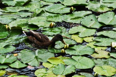 Su bitkilerinin arasında bir ördek. Gölde çiçek açan zambaklar. Suda büyük yeşil yapraklar. Arkaplan.