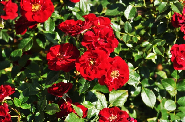 Κόκκινα Τριαντάφυλλα Ψεκασμού Λουλούδια Φόντο Πράσινων Φύλλων Ιστορικό Υφή Σχεδιασμός — Φωτογραφία Αρχείου