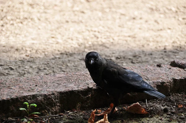 Bird Black Jackdaw Asphalt Bird Looking Food City Street Background — Stock Photo, Image