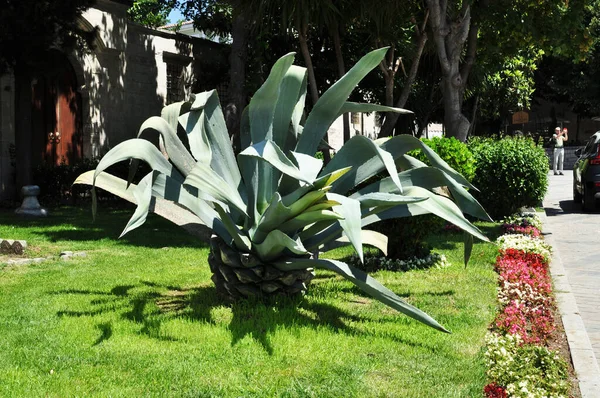 Cactus Grande Con Hojas Verdes Agudas Cactus Prado Verde Parque —  Fotos de Stock