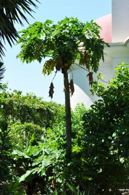 Papaya meyveli palmiye ağacı. Kilisenin avlusundaki palmiye ağacı. Yaz güneşli bir gün.