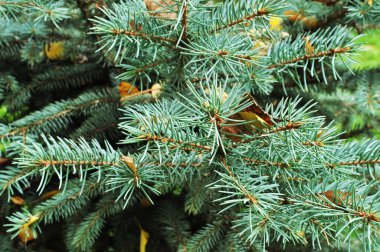 Mavi ladin dalları. Spruce şubesi, yakın plan. Arkaplan, doku, Noel.
