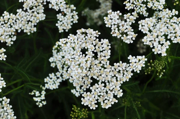Virágzó Virágok Fehérek Kis Fehér Virágok Közelkép Virágok Levelek Hátterében — Stock Fotó