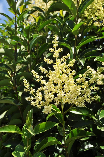 Blommande Buske Närbild Vita Blommor Bakgrund Struktur Design — Stockfoto