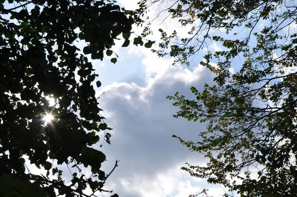 Arkaplanda bulutlu mavi bir gökyüzü olan ağaçlardan oluşan taçlar. Güneş ışınları yoğun yaprakların arasından yol alır. Arkaplan, tasarım.