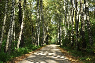Parkın panoramik manzarası. Güneşli bir günde, kayalık sokaklardaki ağaçların gölgeleri....