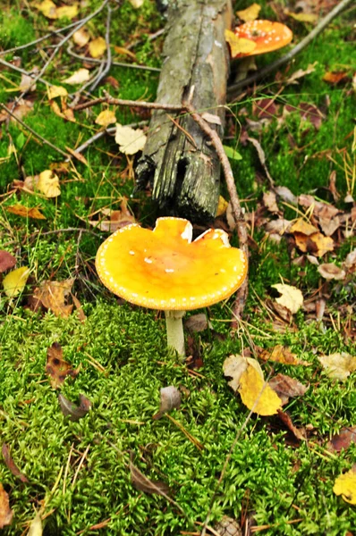 Champiñones Claro Del Bosque Cubierto Musgo Champiñón Primer Plano Otoño — Foto de Stock