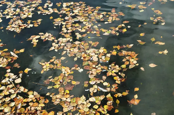 淡黄的叶子落在水面上 树叶从树上掉进池塘的水里 — 图库照片