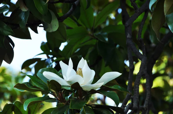 Vit Magnolia Blomma Blomma Bakgrund Grã Blad Ett Trã Bakgrund — Stockfoto