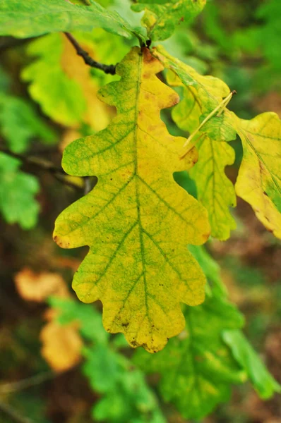 Dimsyn Ett Gult Eklöv Utan Fokus Löv Trädgren Bakgrund Bokeh — Stockfoto