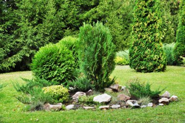 Bahçe düzenleme. Küçük yeşil çalıları ve düz taşları olan güzel bir çiçek tarhı. Arka plan, doku. Duvar kağıdı, tasarım.