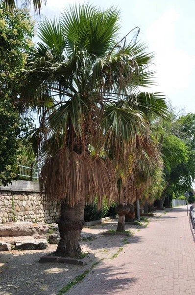 Large Palm Trees Road Palm Leaves Brown Heat — Stock Photo, Image