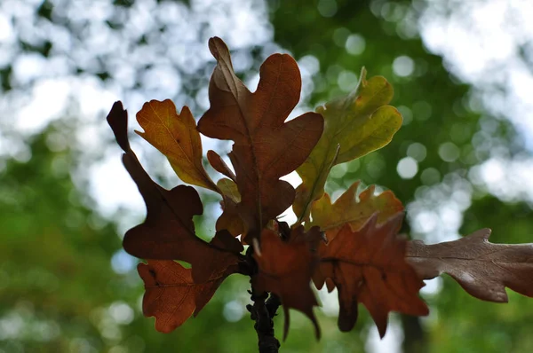 黄色いオークが枝に葉を出します 緑の木々の背景にオークの葉 デザイン — ストック写真
