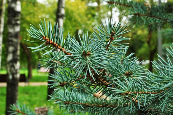 Ramo Fofo Abeto Azul Ramo Spruce Close Fundo Bokeh Projeto — Fotografia de Stock