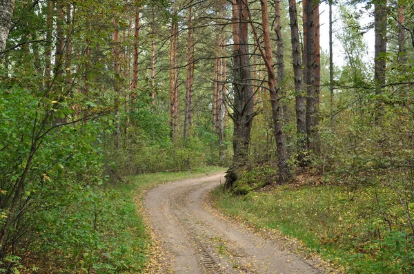 Panoramautsikt Över Skogsgrusväg Vägen Genom Skogen — Stockfoto