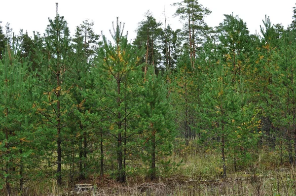 Junge Grüne Weihnachtsbäume Auf Dem Hintergrund Großer Bäume Wald Herbstbild — Stockfoto