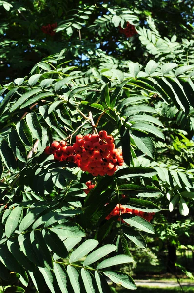 Racimos Rojos Ceniza Montaña Madura Frutas Rowan Fondo Hojas Verdes —  Fotos de Stock